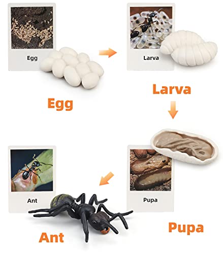 Montessori Life Cycle Animal Figures with Flash Cards, Realistic Animal Plant - Bild 41 von 71