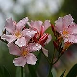 ZHOUBAA Semillas para plantar, 50 unids/bolsa de semillas de adelfa natural de hoja perenne mixta de color alto germinación sin OMG semillas de nerium para invernadero - Nerium Oleander Seeds