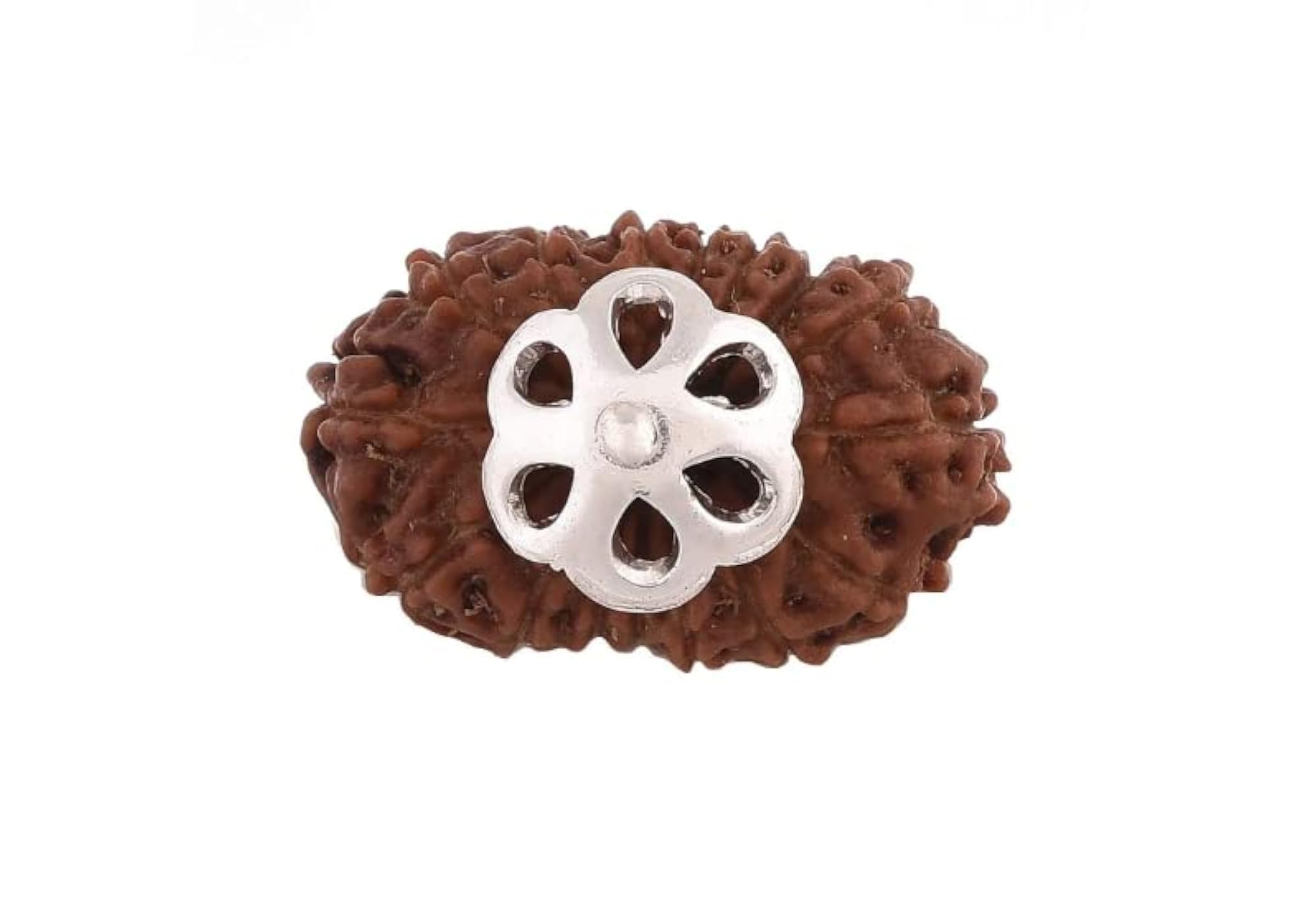 16 Mukhi Rudraksha Original Certified Bead