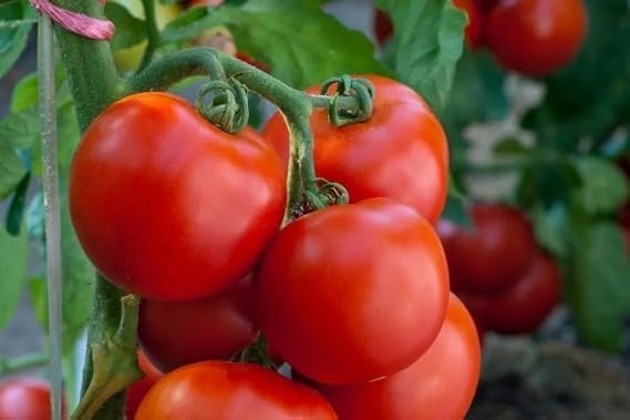 Tomato seeds for home garden (pack of 125 seeds)-image-10