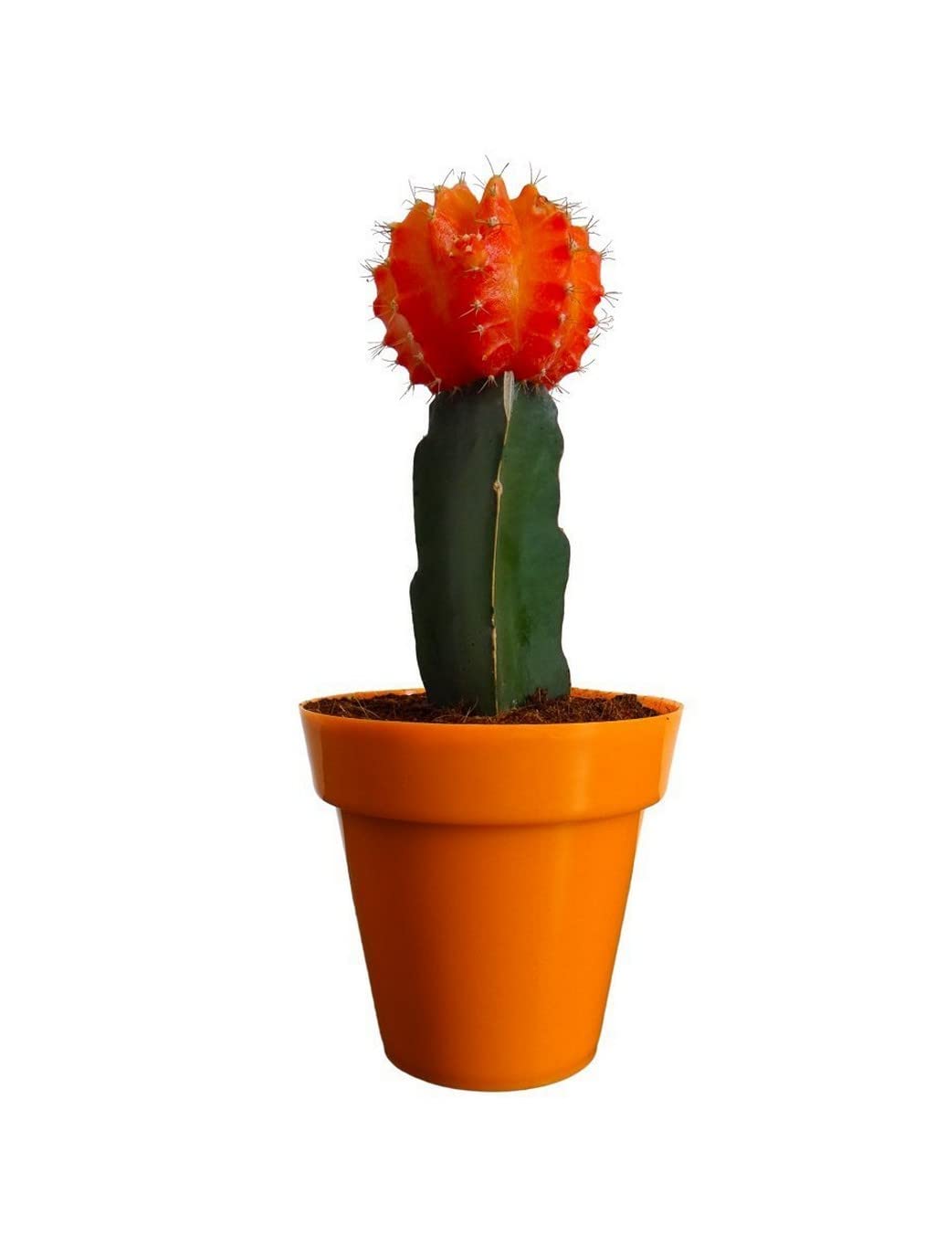 Creative Farmer Moon Cactus Live Plants - Orange Indoor Ceramic Pots (Healthy Plant) (B09QSD2PX2) Amazon Price History, Amazon Price Tracker