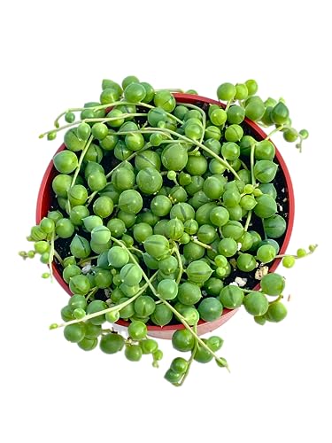 Live Succulent (4" String of Pearls), Succulents Plants Live, Succulent Plants Fully Rooted, Rare House Plant for Home Office Decoration, DIY Projects, Party Favor Gift by The Succulent Cult - Thumbnail 2