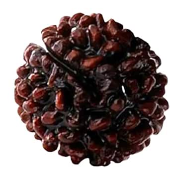 1 Mukhi Rudraksha Original Certified Nepali GOL Dana Beautiful Round Om ...