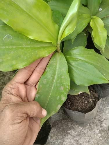 PMK Costus Igneus Live Plant Insulin Plant For Diabetes Management, Ayurvedic Medicine, Herbal Healing, And Natural Remedies