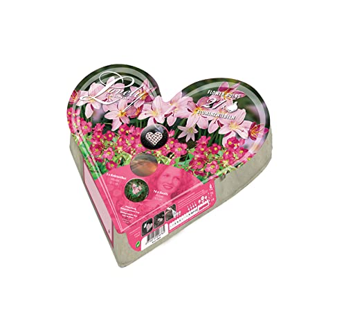 Plant & Bloom Growing Gift from Holland, 21 Blumenzwiebeln - Habranthus &...