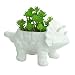 VanEnjoy 6 Inch Blue Dinosaur Ceramic Succulent Planter, with Drainage Hole,Cute Supersaurus, Bonsai Cactus Flower Pot (White triceratop with Hole)