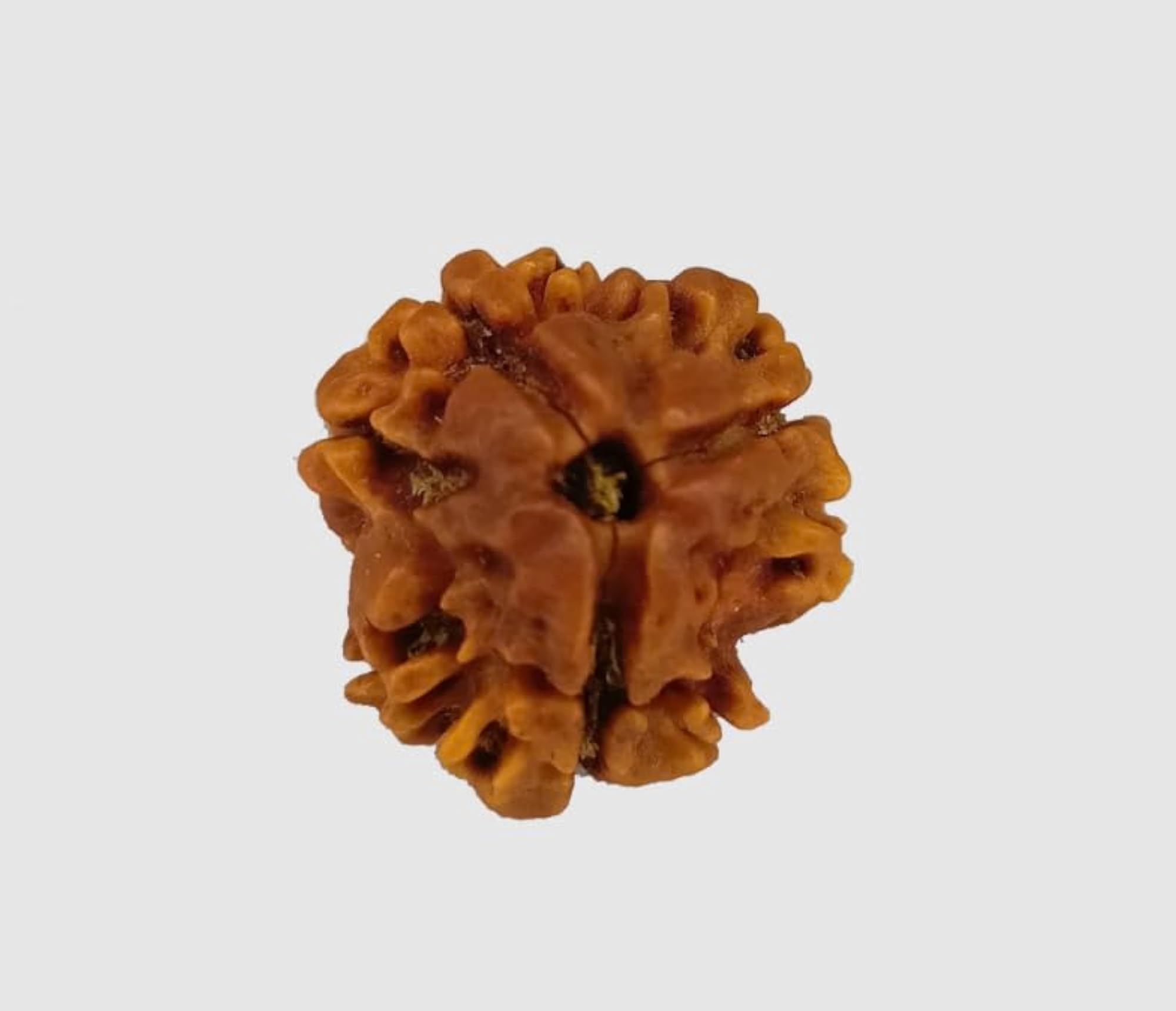 Three Faced Nepali Rudraksha Certified Bead for Spiritual Use