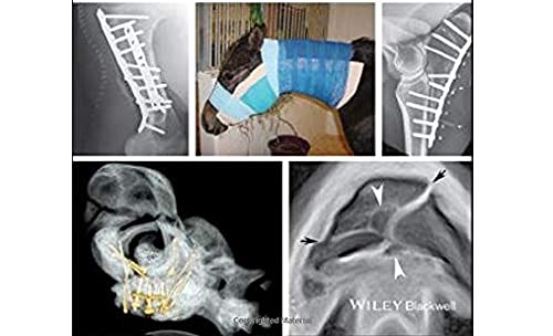 Equine Fracture Repair #TOP3
