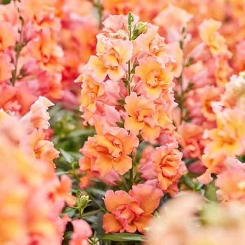 Snapdragon Seeds - Twinny Bronze Shades F1 - Packet - Orange Flower Seeds, Hybrid Seed Attracts Bees, Attracts Butterflies, Attracts Hummingbirds, Easy to Grow & Maintain, Edible, Fast Growing Cover