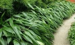 Indocalamus Tessellatus, Cold Hardy Tropical Bamboo Plant, up to 2' Long Leaves