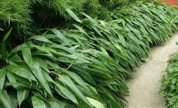Indocalamus Tessellatus, Cold Hardy Tropical Bamboo Plant, up to 2'