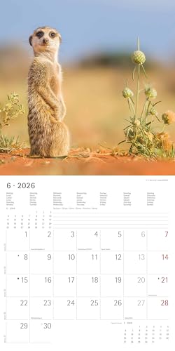 Alpha Edition - Erdmännchen Kalender 2026 – Wandkalender 30x30 cm – Für Tierfreunde & Erdmännchen-Fans – 12 bezaubernde Fotografien, viel Platz für Notizen, mit Feiertagen & Ferienterminen: Suricates