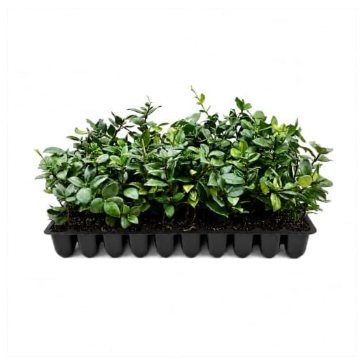 Star Jasmine | 30 Live Plants | Trachelospermum Jasminoides | Fragrant Blooming Evergreen Vine