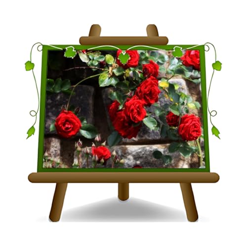 EURO PLANTS VIVAI Rosa Rampicante Fiore Piccolo Zan *Altezza: 170-200 cm.