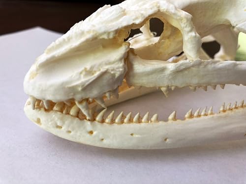 Image of Moray EEL Skull Replica - Lycodontis funebris - 5.7 inch Realistic Model for Marine Biology and Ocean Life Enthusiasts