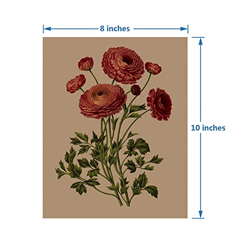 Ranunculus Flowers Canvas Wall Art Print,Vintage Floral Botanical Decor For Home Office School, Antique Botany Poster, Garden Nature Plant Flowers Painting ,Set Of 4 ( 8 X 10 In) Unframed #TOP7