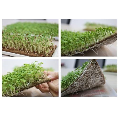 Esteras de germinación para cultivar brotes frescos y germen de trigo en la cocina urbana 8