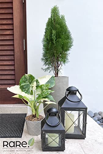 Nature’s Way Farms Alocasia Dawn Variegated Live Plant (18-24 In. Tall) In Grower Pot #TOP7