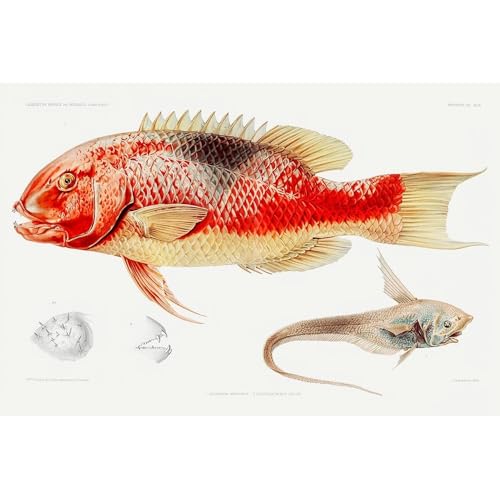 ArtDirect Hogfish and a ray finned fish illustration Unframed Art Print Giclee Poster by Albert I Prince of Monaco - Customization Sizes 10x7, 14x9, 20x13, 36x24, 48x32, and 60x40 Inches