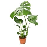 Monstera Deliciosa, 55-70cm, 14cm Topf, Zimmerpflanze für Wohnung und Büro, Qualität vom Pflanzen Profi, Schneller Pflanzenversand, Raumbegrünung