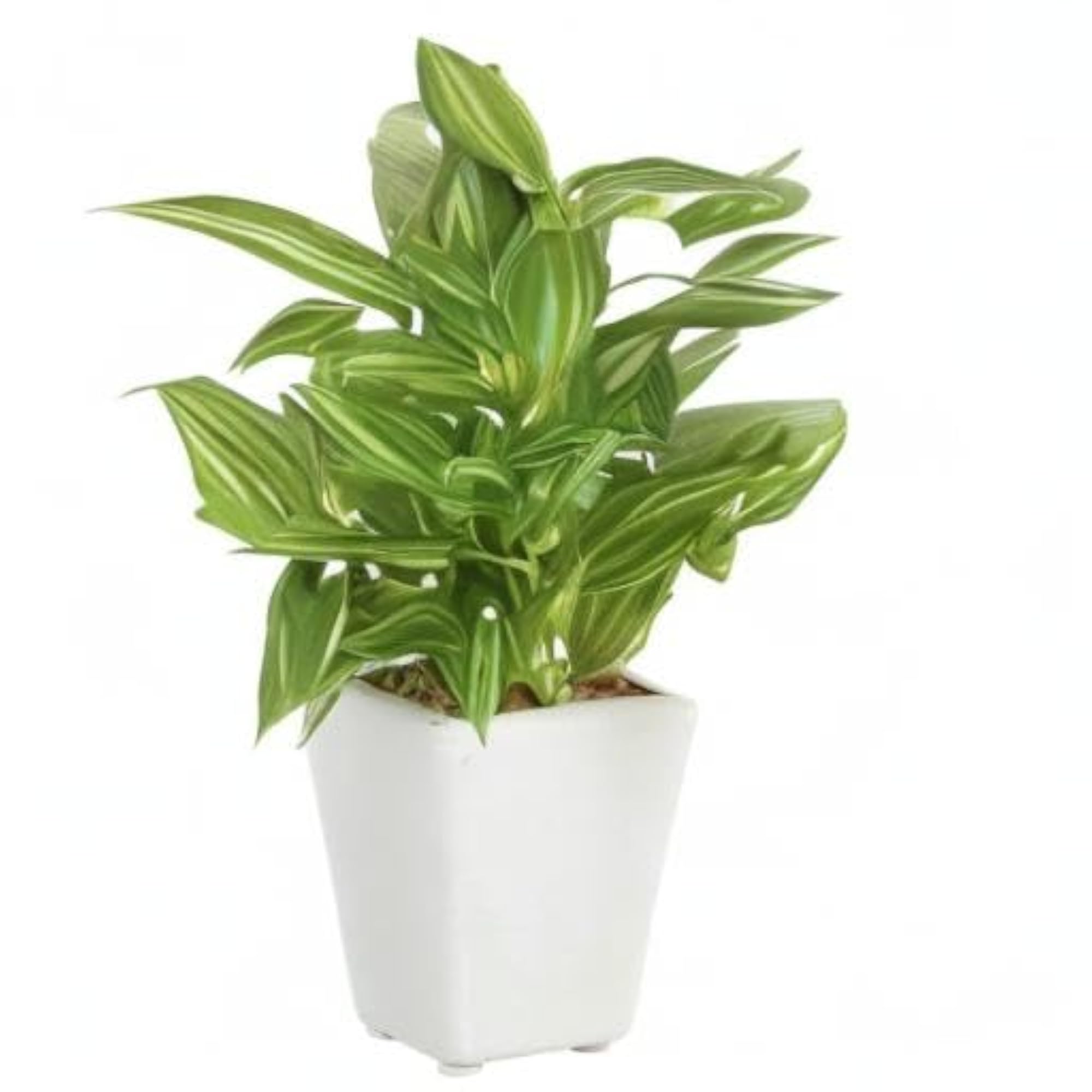 Artificial Hypoestes Plant in Ceramic Pot, 19 cm