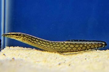 Amazon 熱帯魚 その他 タイヤトラックスパイニール サイズ 10cm タイ産 3匹 増子水景 観賞魚 水中生物 通販