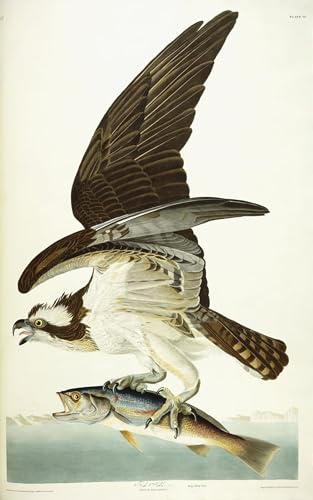 Toile Murale Fish Hawk John Audubon 60x90cm pour Décoration Chambre