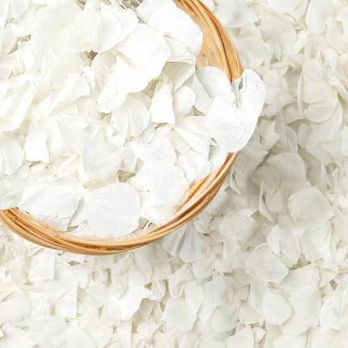 1500 pétalos de hortensia blanca natural seca 30g miniatura 1