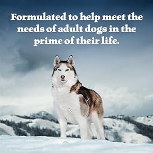 Blue Buffalo Wilderness Wolf Creek Stew Excessive Protein Pure Moist Meals for Canines Hearty Duck Stew in Gravy 125ozcans 12 Depend  Cucciolini Doodles Blue buffalo wilderness wolf creek stew excessive protein pure moist meals for canines hearty duck stew in gravy 12 5 oz Cans 12 depend   cucciolini doodles