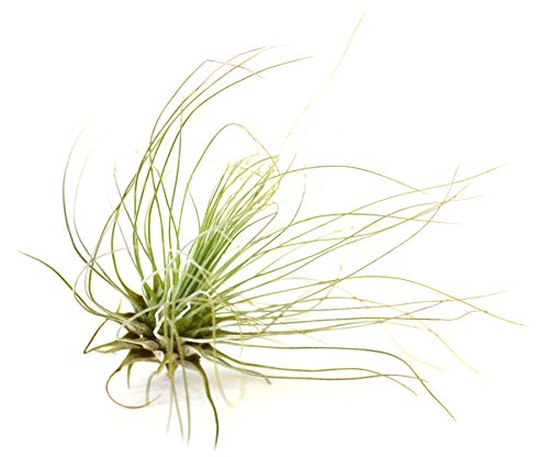 9Greenbox - Air Plant - 5 Set Live Plant Ornament Decor For Home, Kitchen, Office, Table, Desk - Attracts Zen, Luck, Good Fortune - Non-Gmo, Grown In The Usa #TOP3