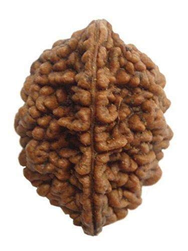 SoilMade 2 Mukhi Rudraksha, Oval Shape, Wood Made, Size Aprox 2cm and 20g, Pack of 1 Two Rudraksha Bead in Box