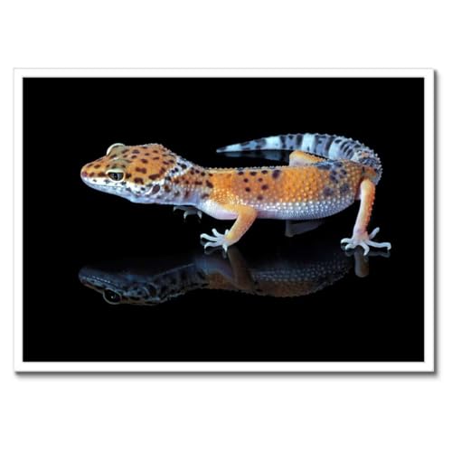 Poster reptile léopard gecko de qualité supérieure sous cadre noir