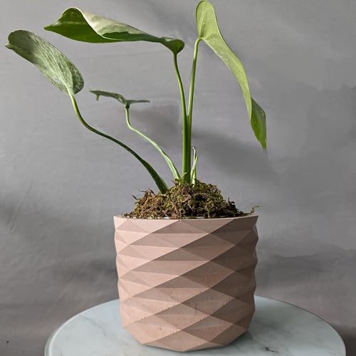 Image of Little Jungle X inchCuteCrete Luxe inch Medium Planter Houses 4 inch-5 inch Inch Nursery Pots (Pink) | | flower pots for home decoration | Balcony Decor | Garden