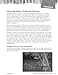 Bridge to Terabithia: An Instructional Guide for Literature - Novel Study Guide for 4th-8th Grade Literature with Close Reading and Writing Activities (Great Works Classroom Resource)