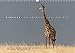 Produktbild Emotionale Momente: Giraffen, die höchsten Tiere der Welt. (Wandkalender 2022 DIN A3 quer)