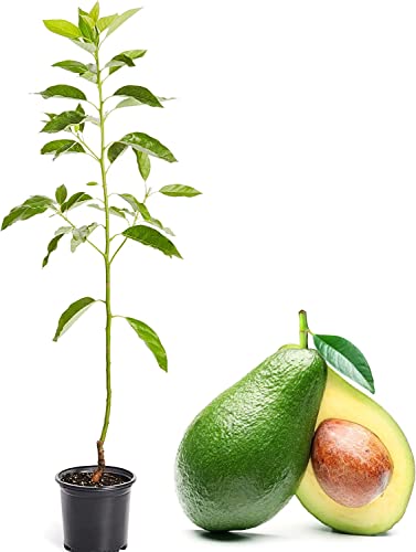 Aguacate Árbol PREMIUM para Cultivar Aguacates en el Jardín, DECOALIVE