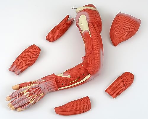 Image of 3B Scientific B55 Complete Dual Muscle Figure w /internal organs 1 /2 life-siz - 3B Smart Anatomy