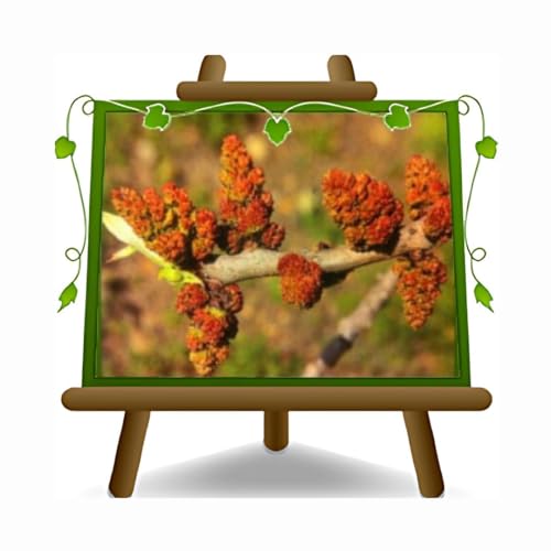 EURO PLANTS VIVAI Pistacchio (Pistacia Vera) Maschio C Special Alberi da Frutto Altezza 100-120 cm Vaso 26 cm