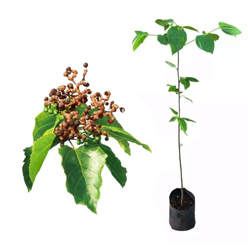 Genérico, Muda de Uva Japonesa 20 a 40cm AMK - Plantas Online