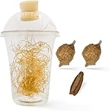 Praying Mantis Egg Cases Hatching Habitat Cup (3 Egg Cases) - Stem Education Two Mantis Ootheca Eggs (T Sinensis) & One Carolina Praying Mantis Package Comes with a Transparent Habitat Cup