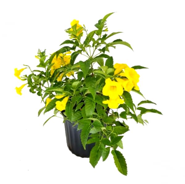 Garden Art Flowering Outdoor Live Plant For Home and Garden Decor | Pack of 1 Healthy Live Plant With Grower's Pot/Bag (Tecoma Yellow)