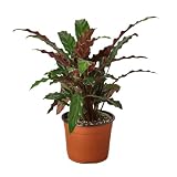 Calathea 'Furry Feather' Live Plant, 4-8 in, Nursery Pot