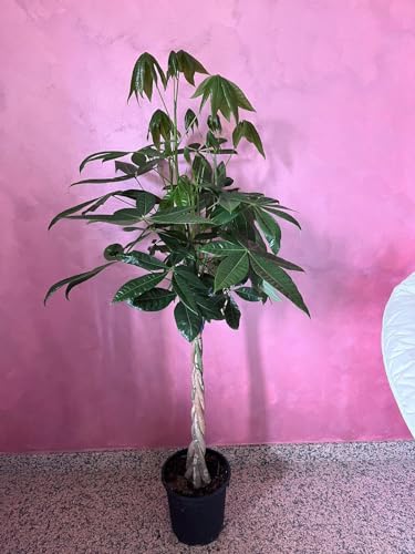 Pianta Pachira acquatica, Pakira vaso 24cm H130cm,pianta vera.