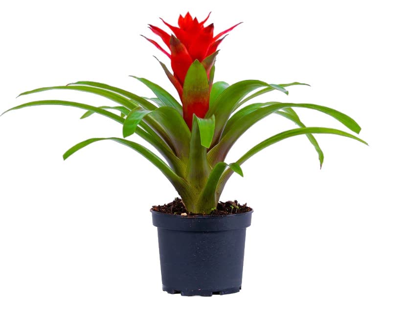 Bromelia con Flores Rojas ± 35cm de Altura Planta Interior Natural