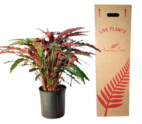 Andersen Farms Rufibarba Velvet Pot