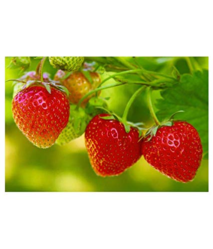 Jioo Organics | Strawberry High Germination Seeds. (B081536DWC) Amazon Price History, Amazon Price Tracker