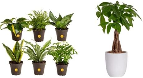 Costa Farms Plantas vivas, plantas de interior en macetas, purificadores de aire naturales, decoración del hogar y árbol del dinero, planta de