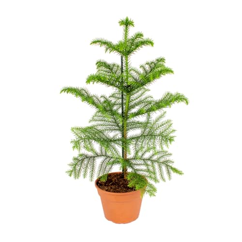 Bloomique - Araucaria Heterophylla - Zimmertanne - Norfolktanne - Zimmerpflanzen - Weihnachtsdeko - Höhe 40-50 cm - Topf 14 cm
