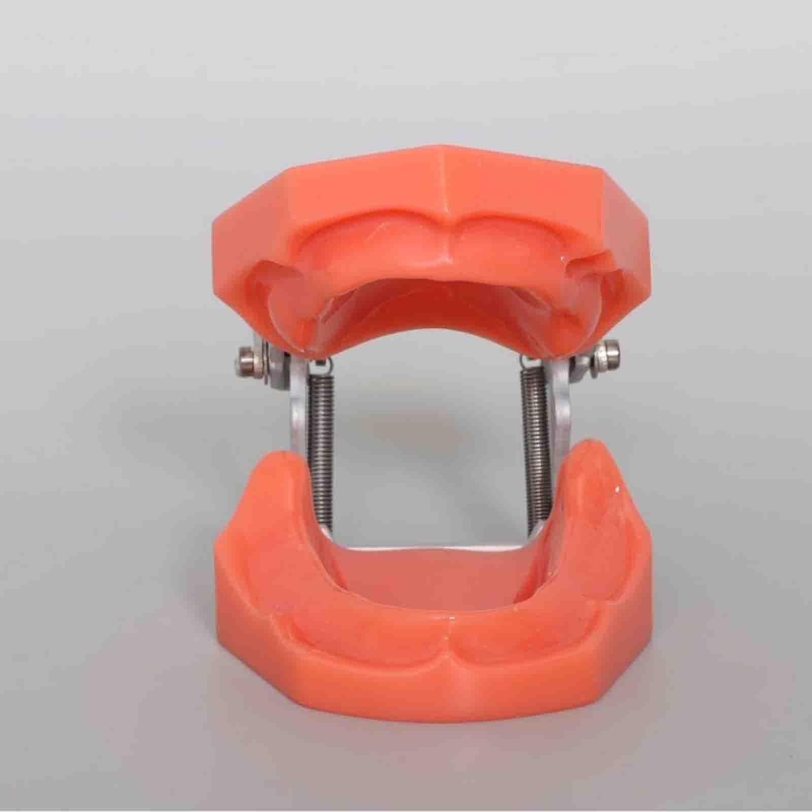 Zahnlose Kiefermodelle für die Abformung von Aufbissschienen | Zahnmedizinisches Typodont-Modell mit Zahnlücken, Übungs- und Demonstrationszähne für den Unterricht und das Studium