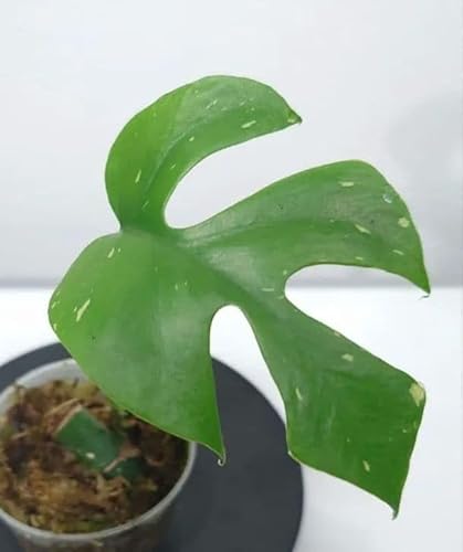 観葉植物 モンステラ 斑」の人気商品一覧 | 安い商品を通販サイトから